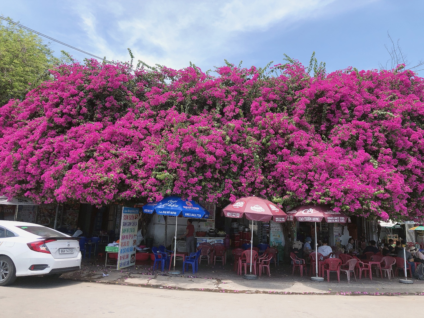 綺麗な赤い花が広がるCà Phê Vườn Bông